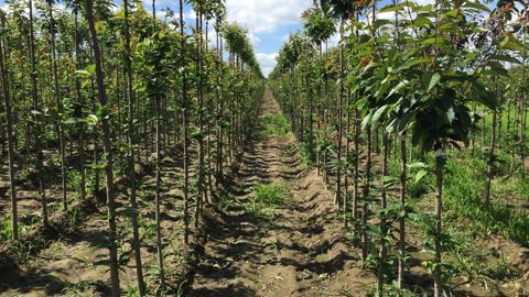 Les horticulteurs et pépiniéristes du monde entier ont dû faire face aux conséquences économiques et sanitaires de la crise due à la Covid-19. Pour supporter l’industrie horticole dans cette crise, l’AIPH a organisé un webinaire, mardi 30 juin 2020. ©L. Hespel